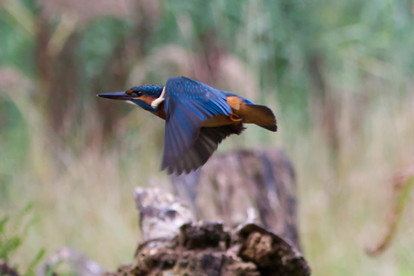 vliegende ijsvogel