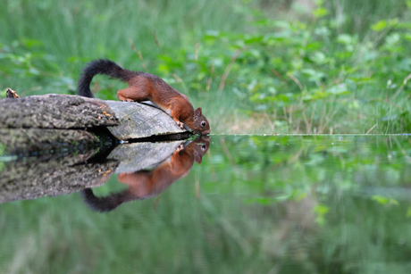 Drinkende eekhoorn