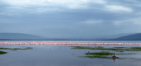 Flamingo's in Lake Nakuru