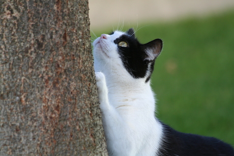 Loesje