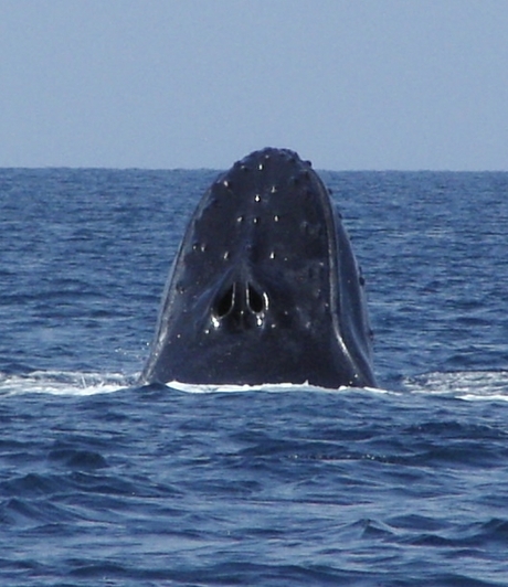 Portret van een Walvis