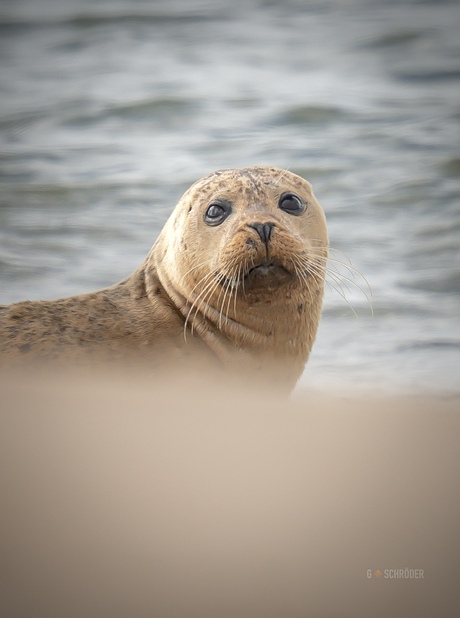 Gewone zeehond