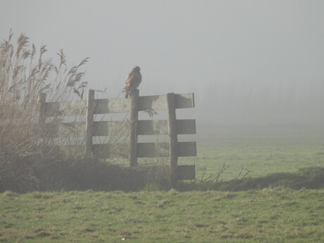 Mist in het Jisperveld