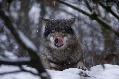 Wolf in Blijdorp