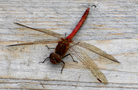 Bloedrode heidelibel