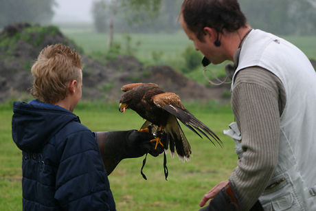 Woestijn buizerd