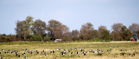 Brandganzen in Zeeland