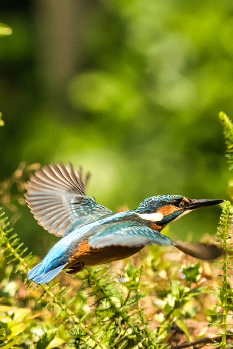 wegvliegende ijsvogel