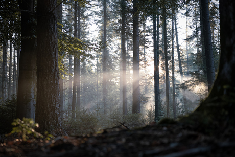 Ochtend in het Speulderbos