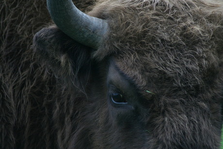 Wisent