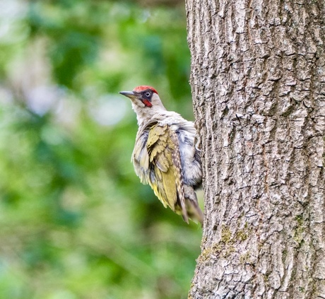 Groene Specht als model