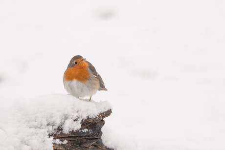 Roodborstje in de sneeuw