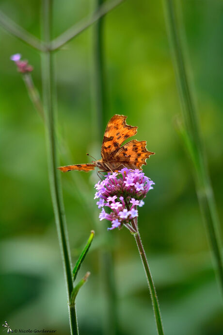 Colours of nature