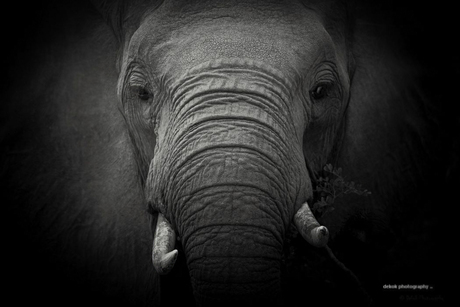 World Elephant Day ...