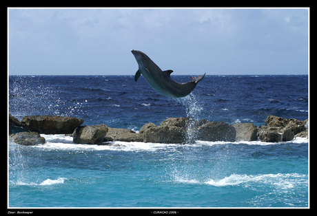 Flipper break free