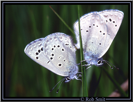 Geen blauwtje gelopen