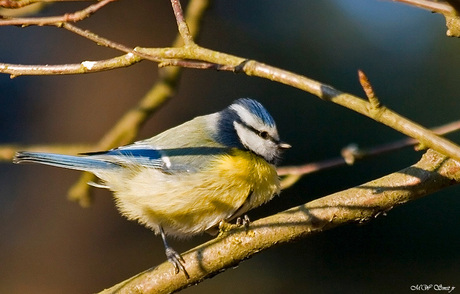 Pimpeltje nr. veel