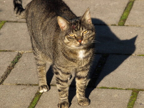 Heb je het tegen mij....