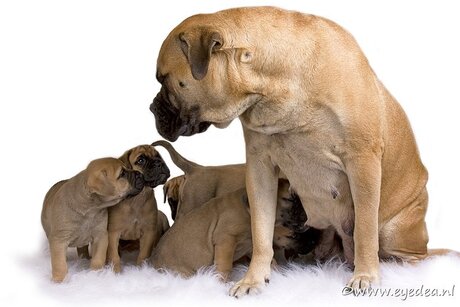 Bullmastiff moeder....