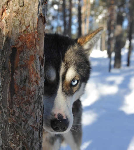 Husky_lapland