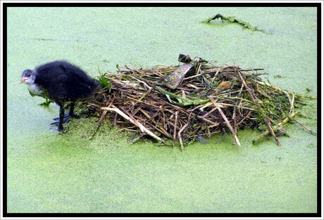 Waterhoen jong op het nest