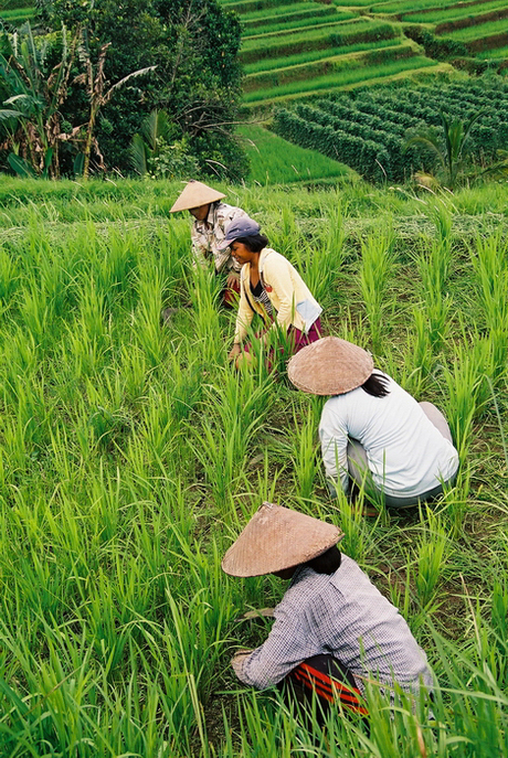 Working at the rice fields