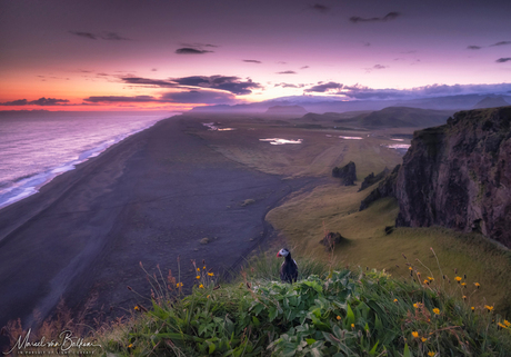 Majestic Iceland and the puffin