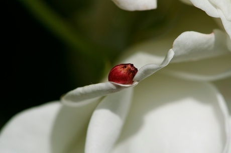 rood pitje