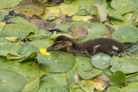 Lopen over water