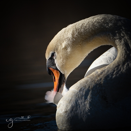 Portret of a swan