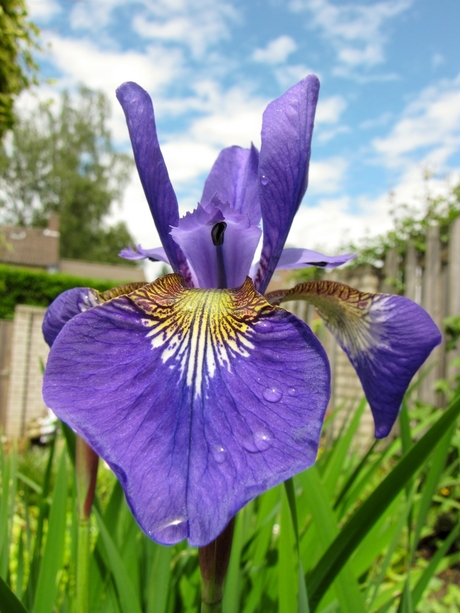 The Majestic Iris