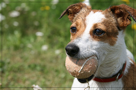 Jack russeltje ballengek