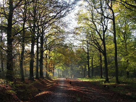 Lage Vuursche