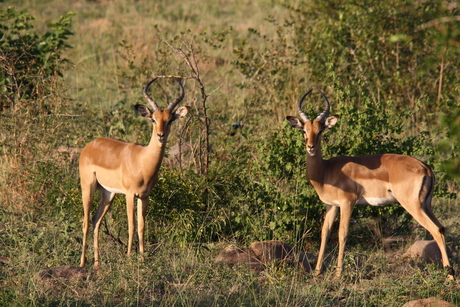 Impala's in het krugerpark