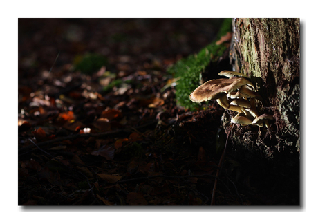 Paddestoelen