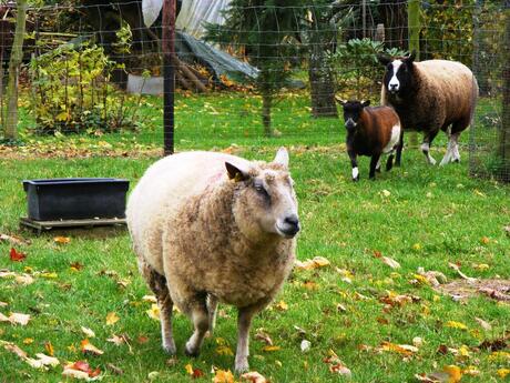 Schapen in de weide