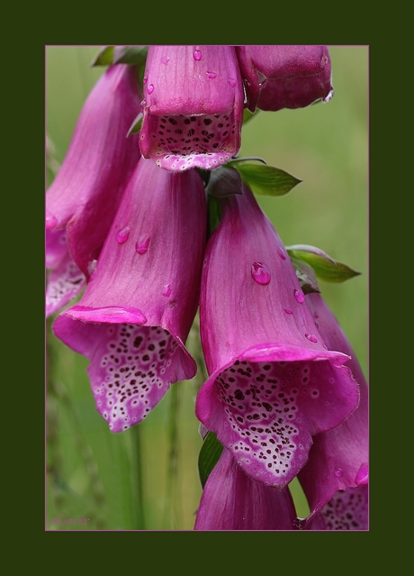 pink ribbon vingerhoedskruid