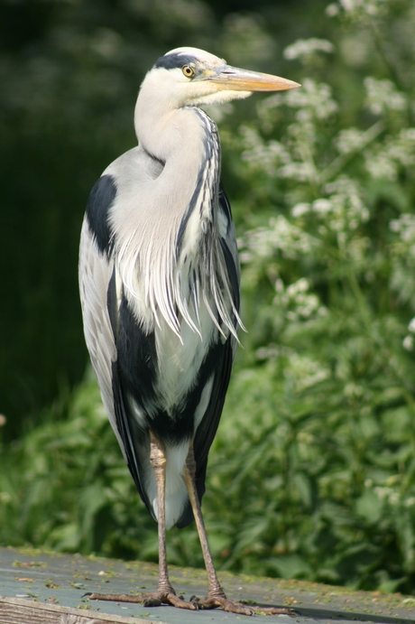 Reiger