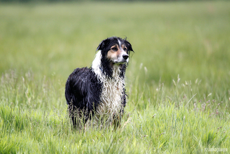 australian sheperd 2