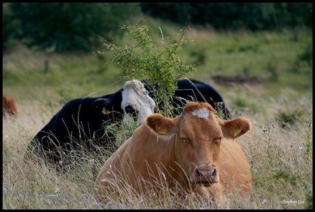 Deense koeien in het gras
