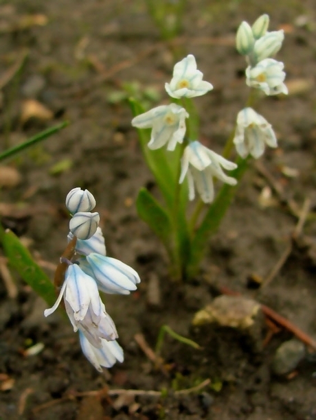 Buishyacint (Puschkinia scilloides)