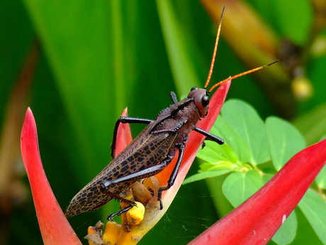 Krekel? in 't rood