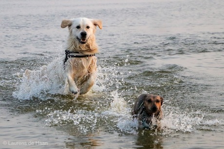 Honden in het IJsselmeer