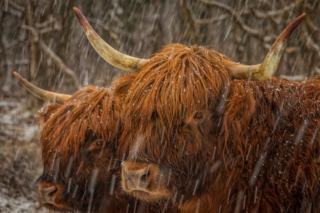 Hooglanders in de sneeuw