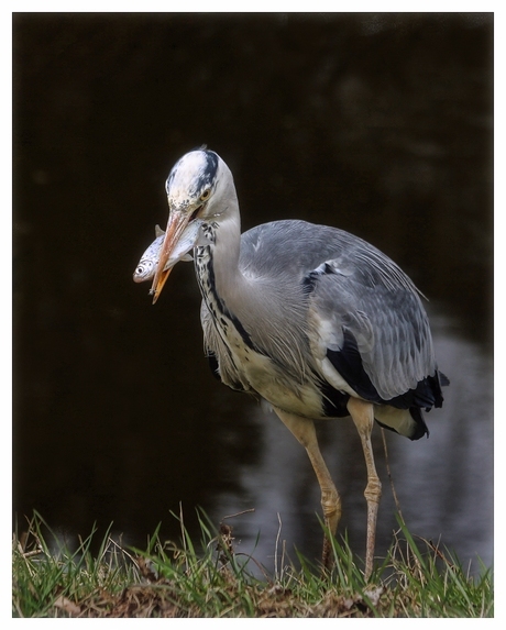 reiger