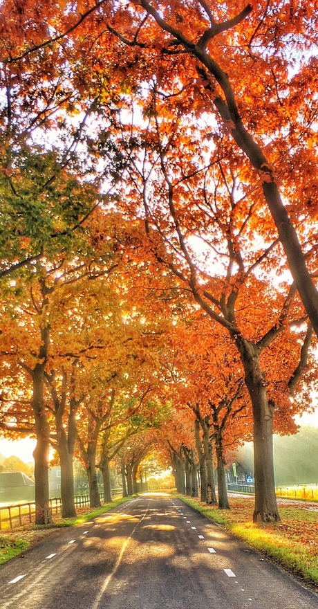 Autumn Trees of Colors