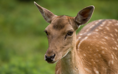 Nieuwsgierige bambi