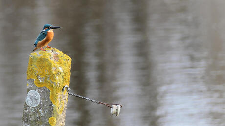 IJsvogel kijkt uit naar de Lente