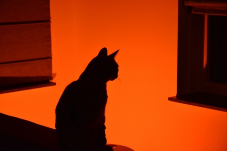 Red light cat