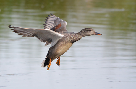 Landing Krakeend